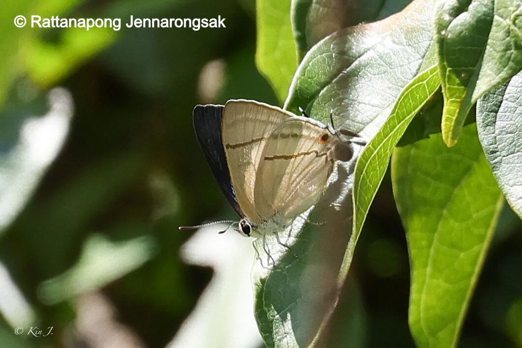 Tajuria Diaeus Rattanapong Jennarongsak