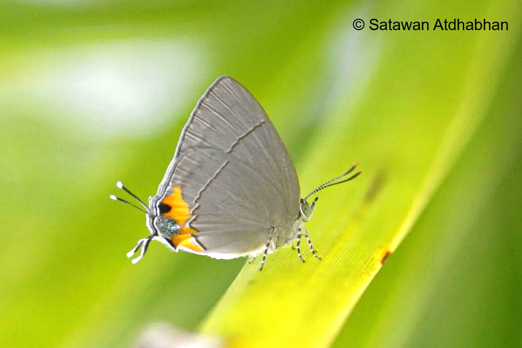Tajuria Dominus Female Satawan