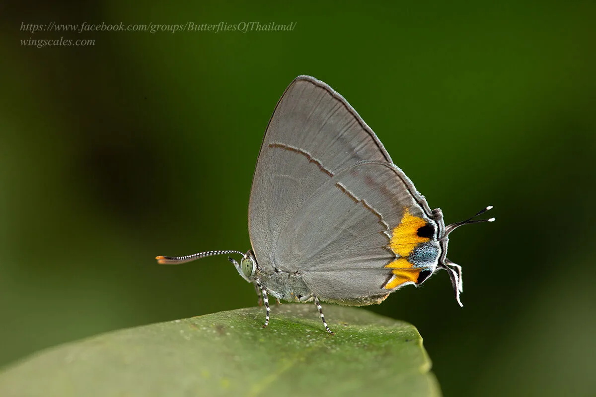 Tajuria Dominus Female Supat