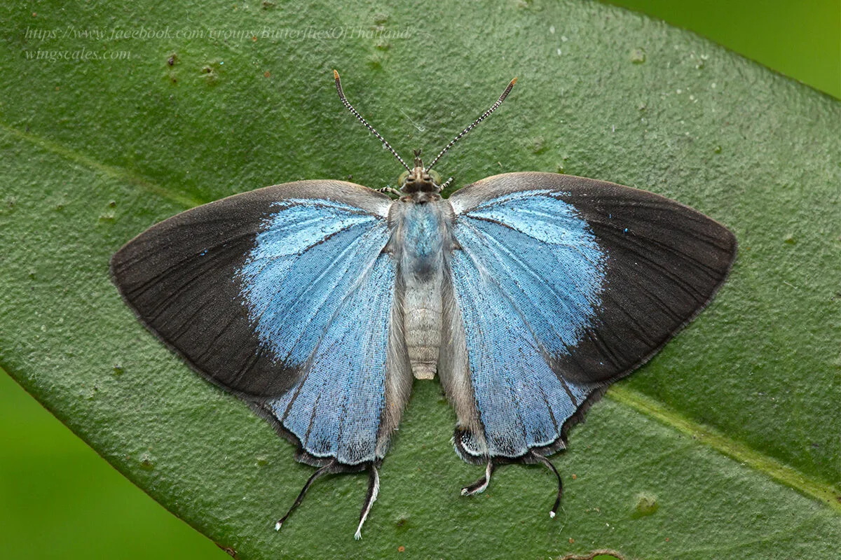 Tajuria Dominus Female Supat2