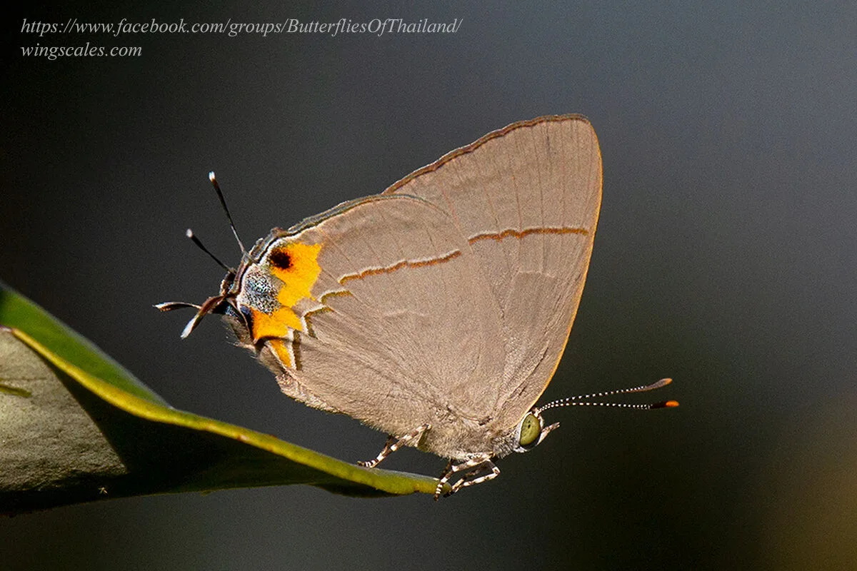 Tajuria Dominus Male Rapeepat Charoenpon