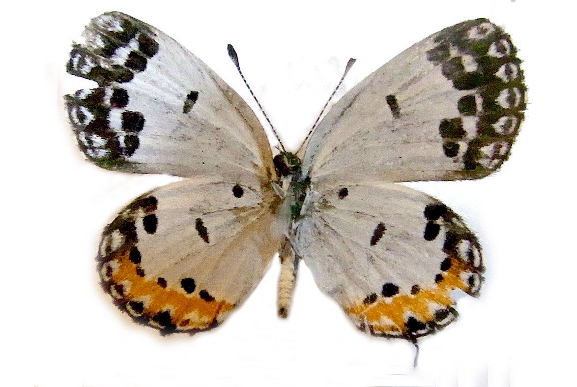 Talicada Metana