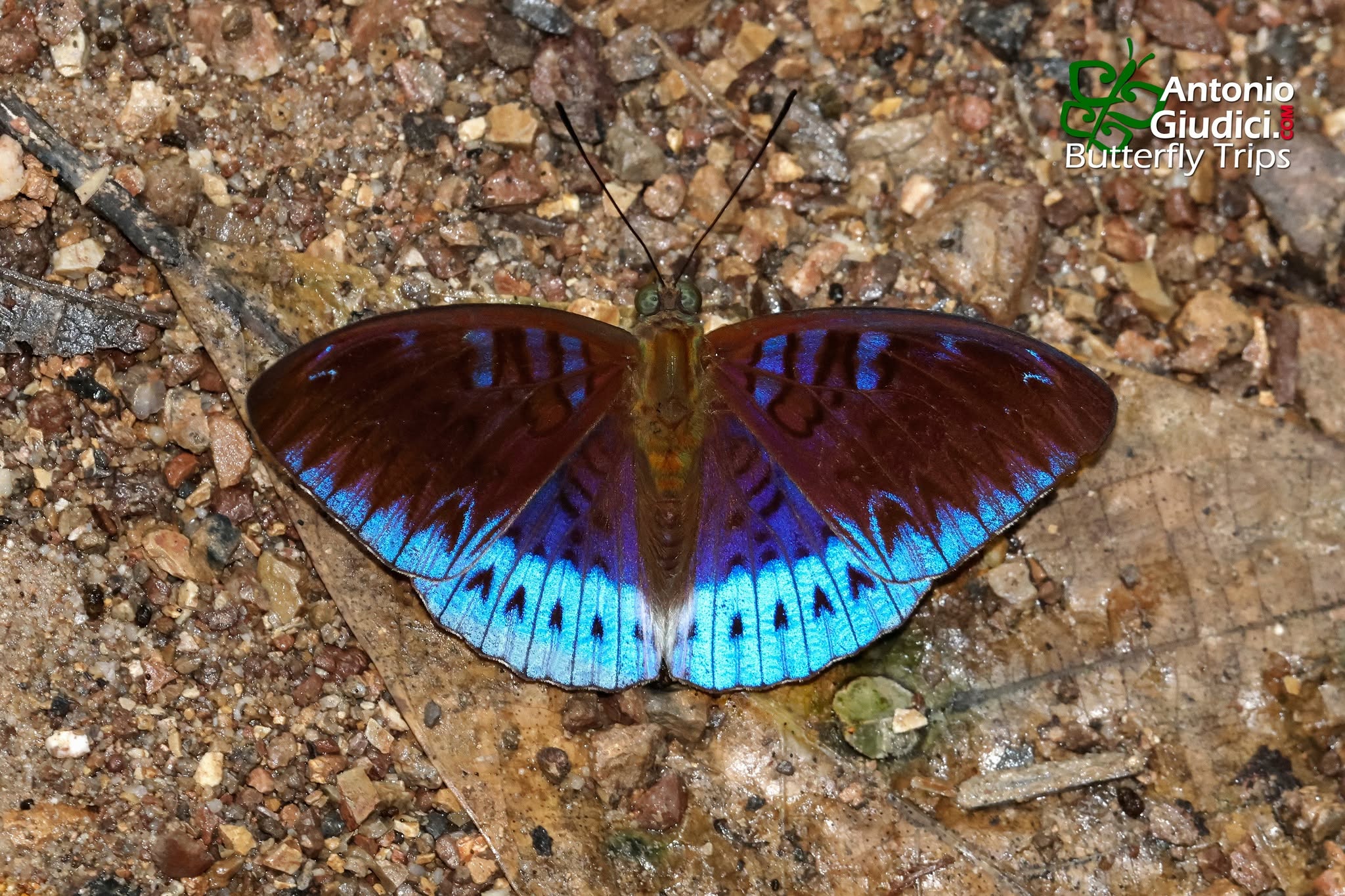 Tanaecia Clathrata Mia