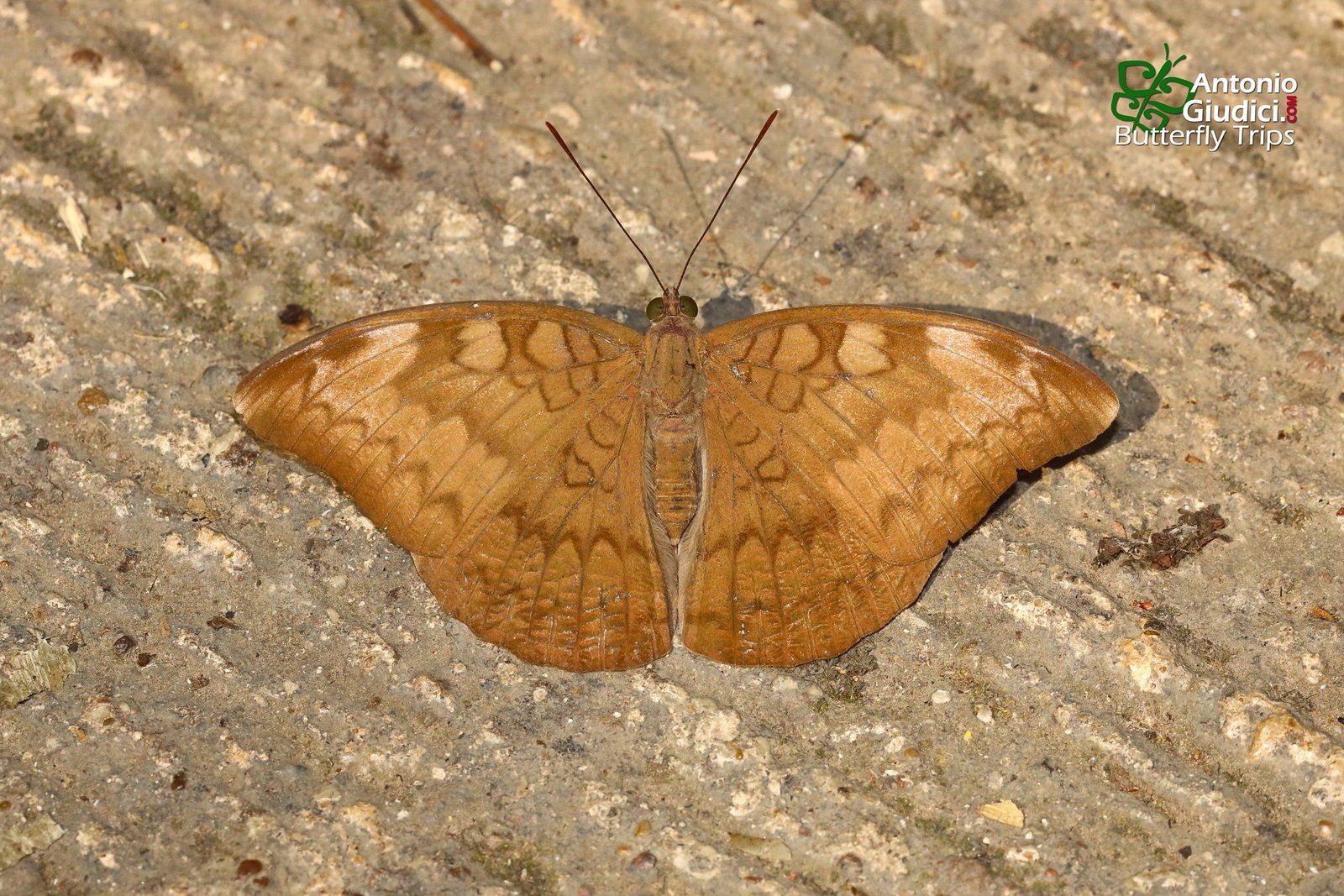 Tanaecia Jahnu Umphang 9 Mar 20