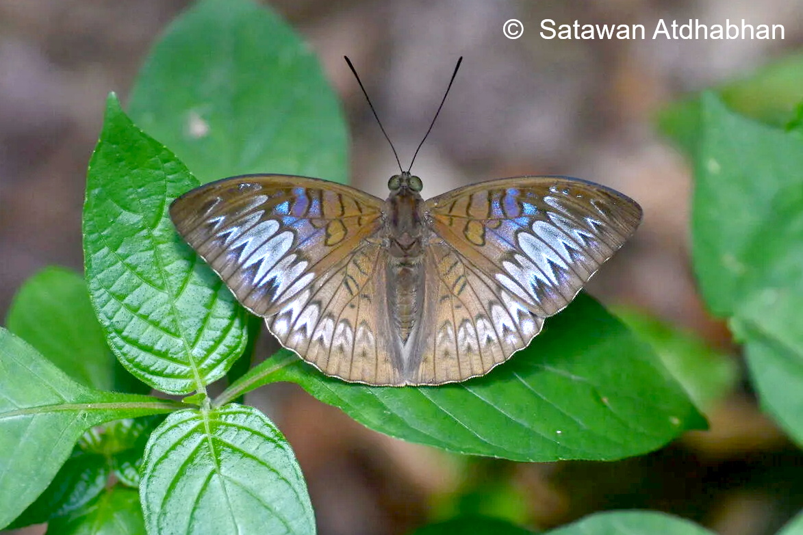 Tanaecia Palguna Satawan1