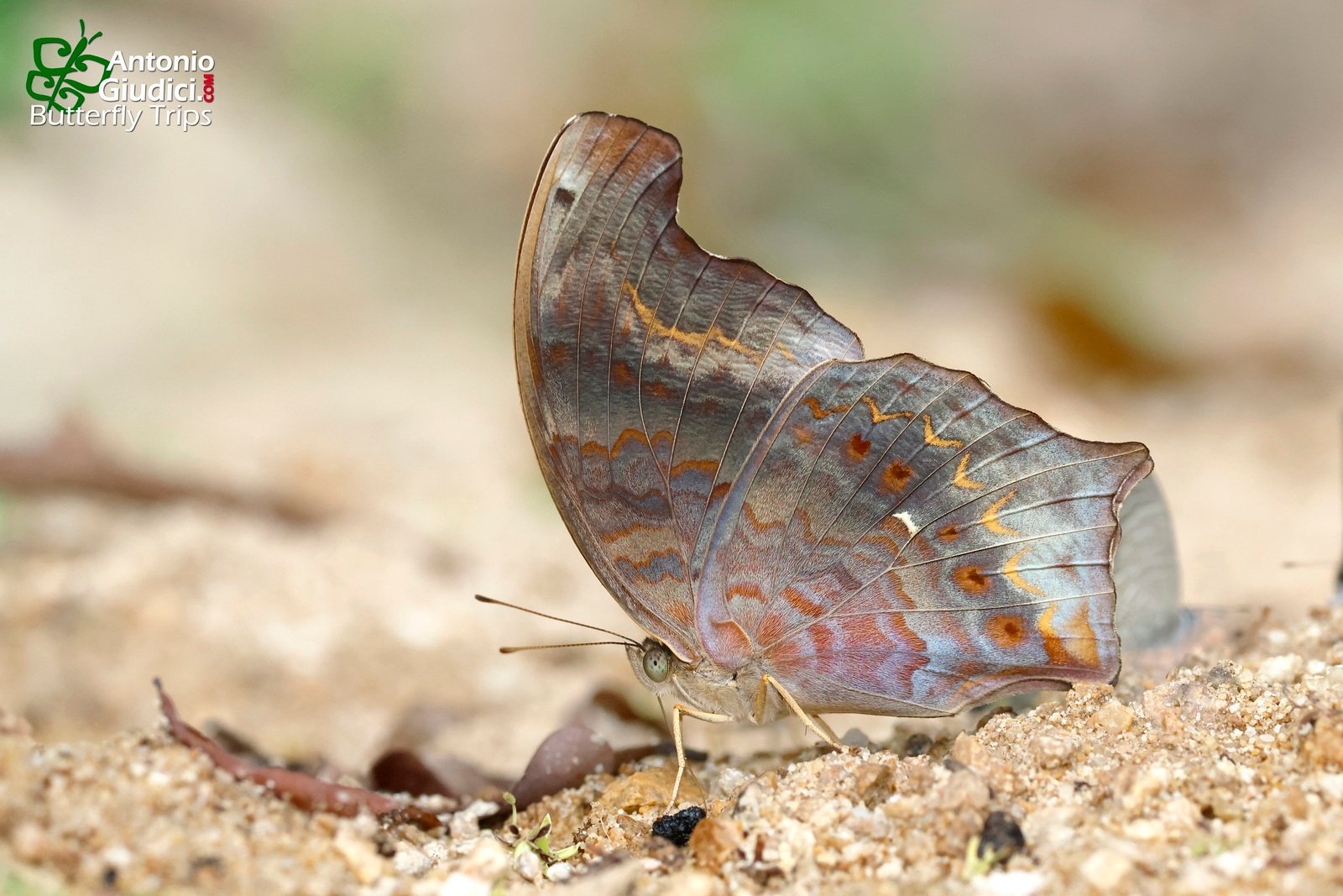 Terinos Clarissa Militum Female