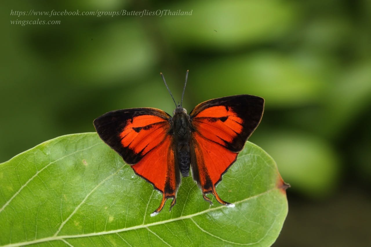 Thamala Marciana Crocea 1
