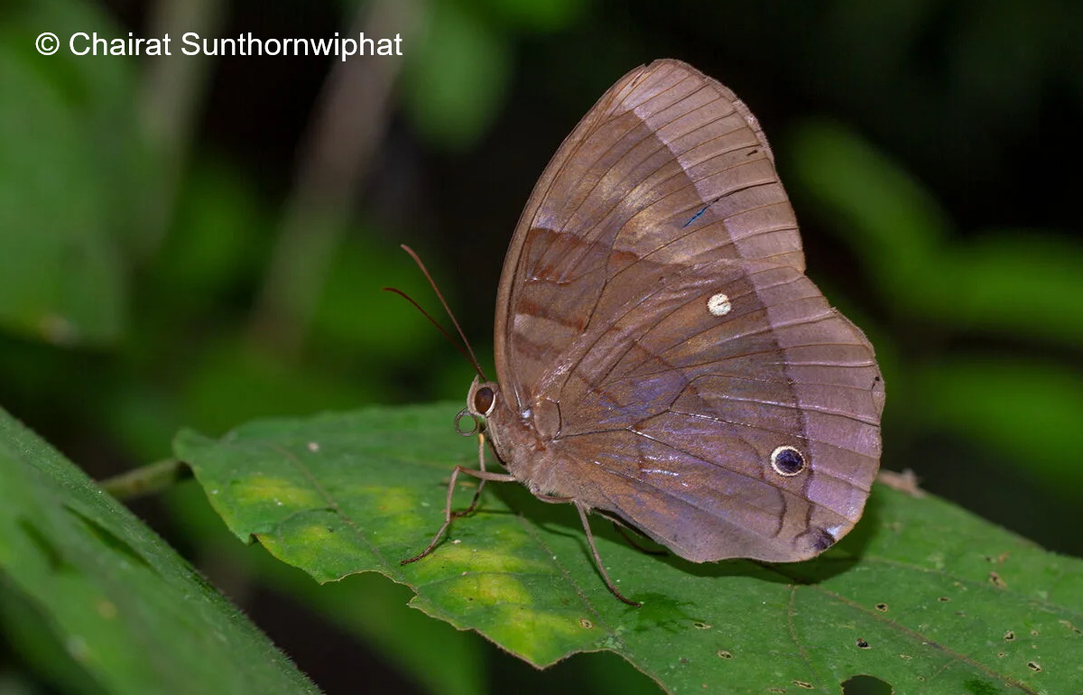 Thaumantis Diores Splendens Chairat Sunthornwiphat