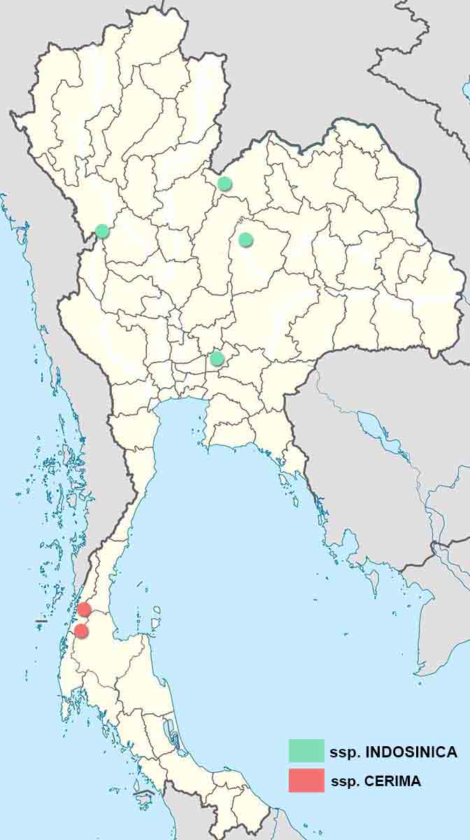 Udara Selma1