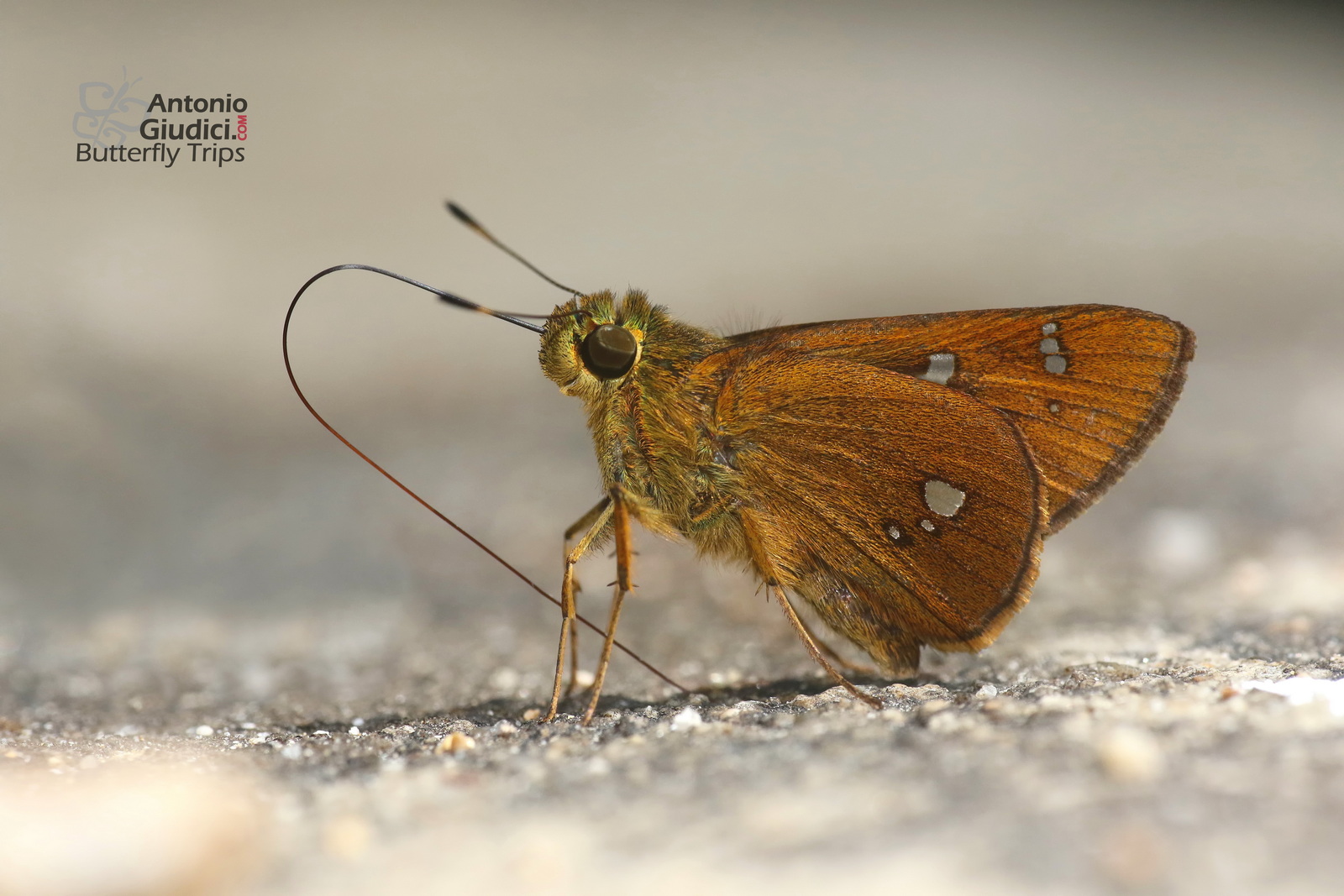 Zenonoida Discreta