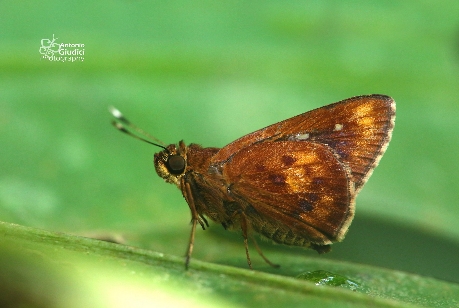 Zographetus Doxus 2