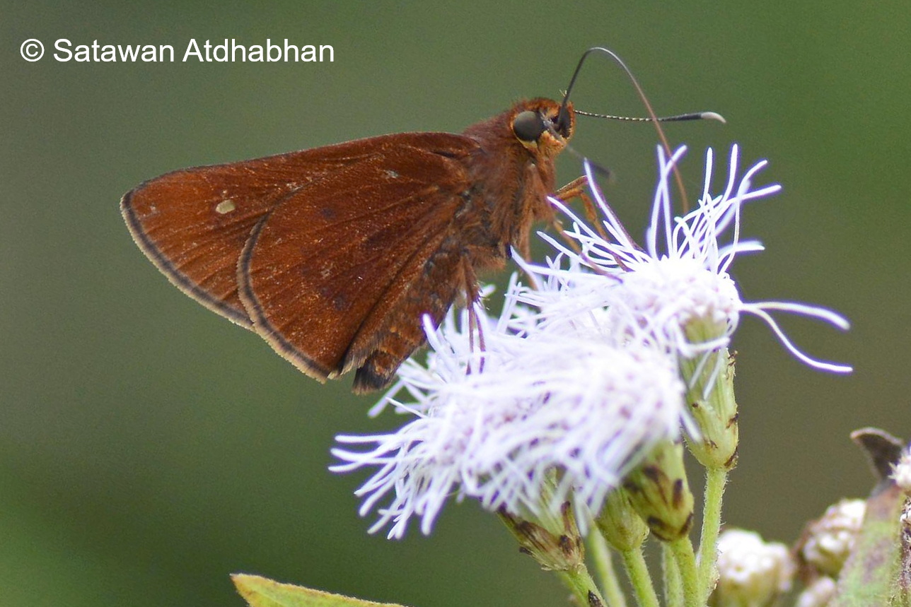 Zographetus Kutu Satawan
