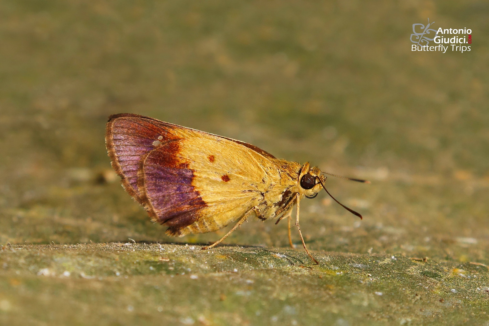 Zographetus Satwa2