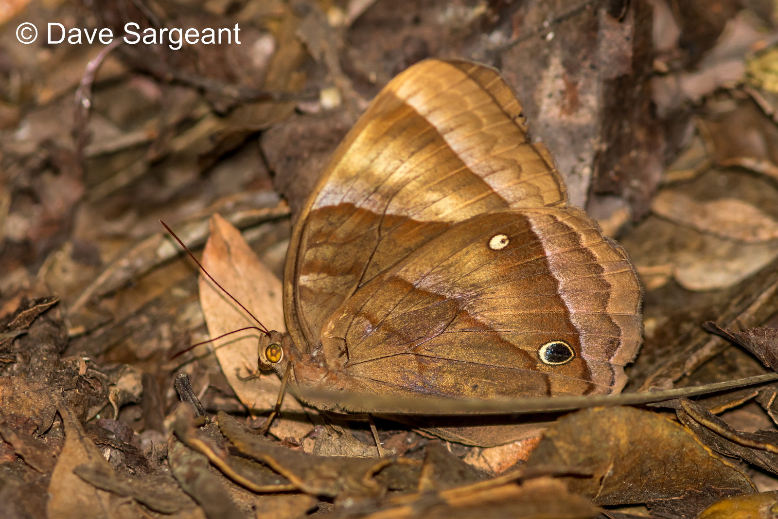 B2143 Common Jungleglory (Thaumantis Diores Ssp) Khao Luang 03