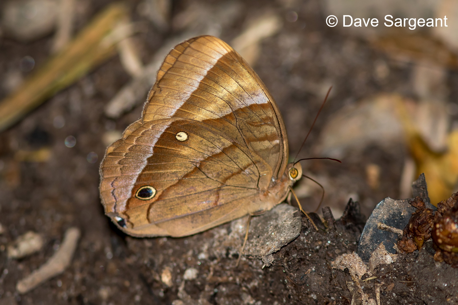 B2143 Common Jungleglory (Thaumantis Diores Ssp) Khao Luang 04