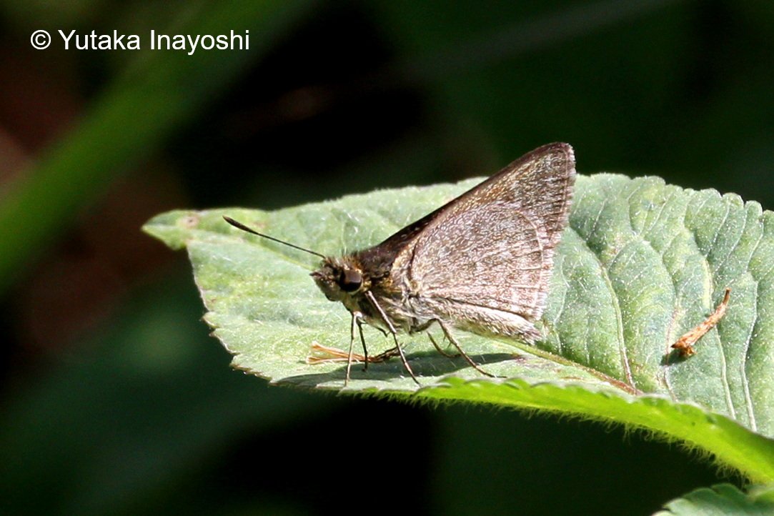 Aeromachus Jhora 20180215 ChiangRai