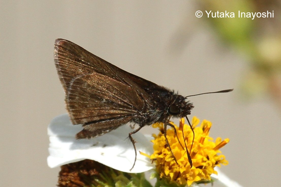 Aeromachus Jhora 20180215 ChiangRai