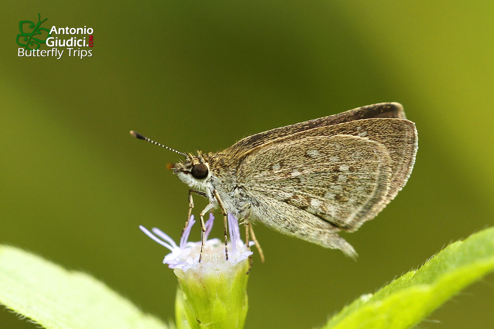 Aeromachus Pygmaeus2