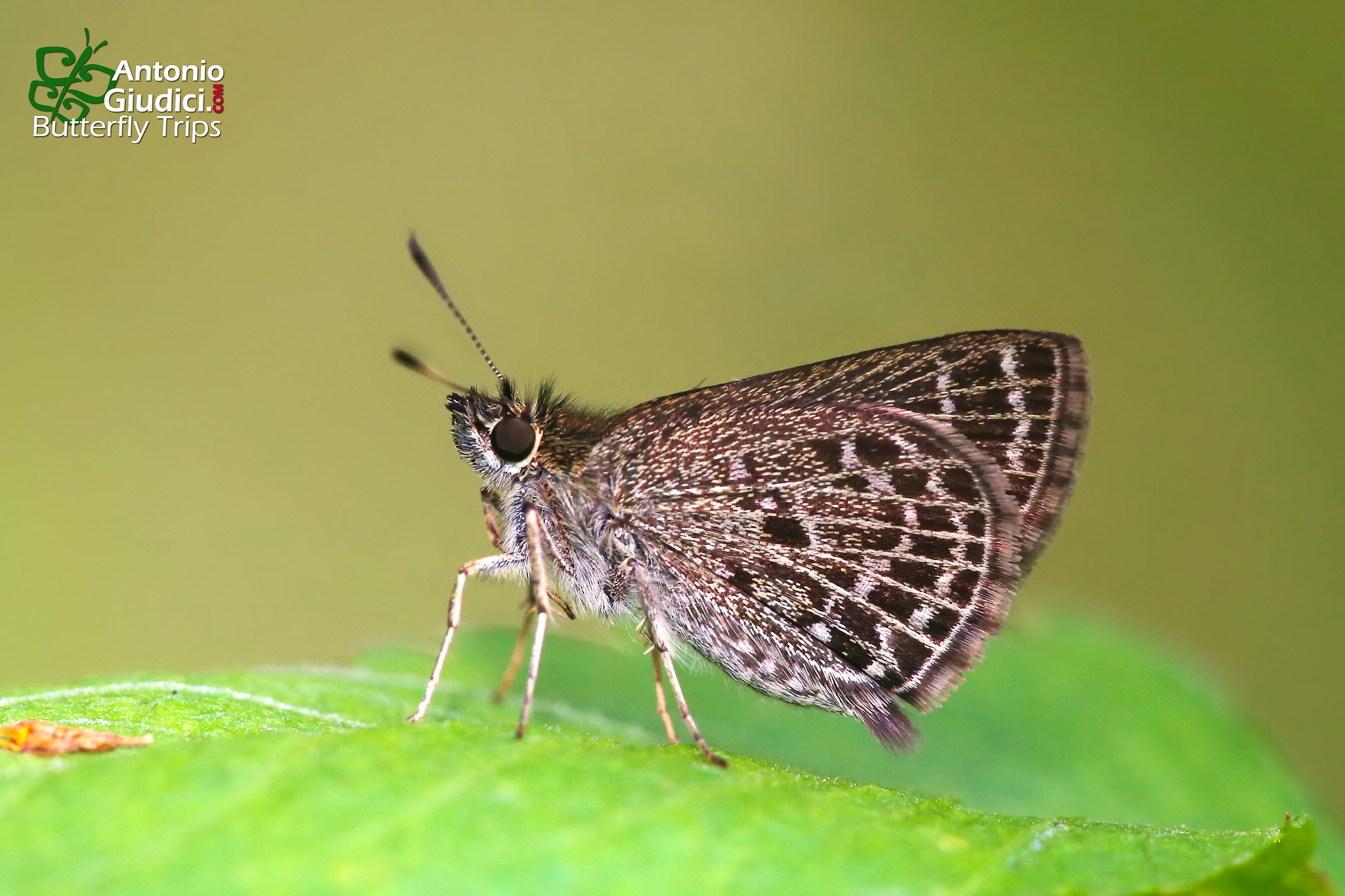 Aeromachus Stigmata Shanda