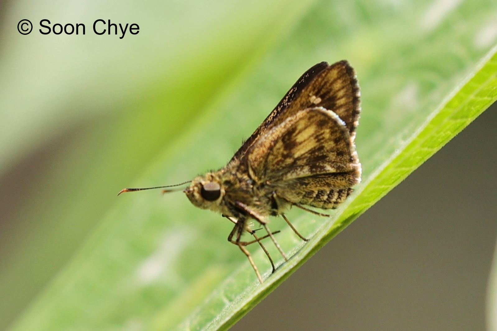 Halpe Aurifera