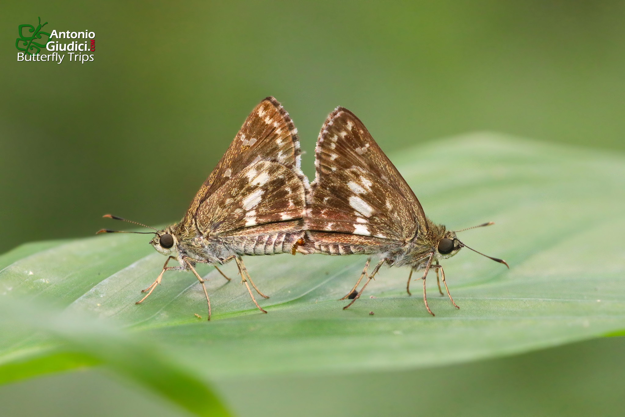 Halpe Porus Mating