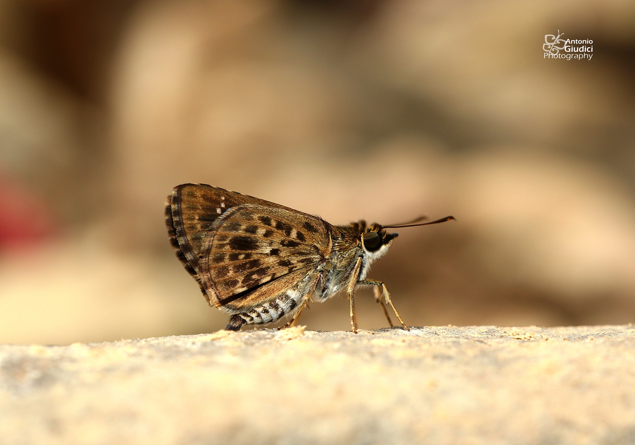 Hapemorpha Albipectus