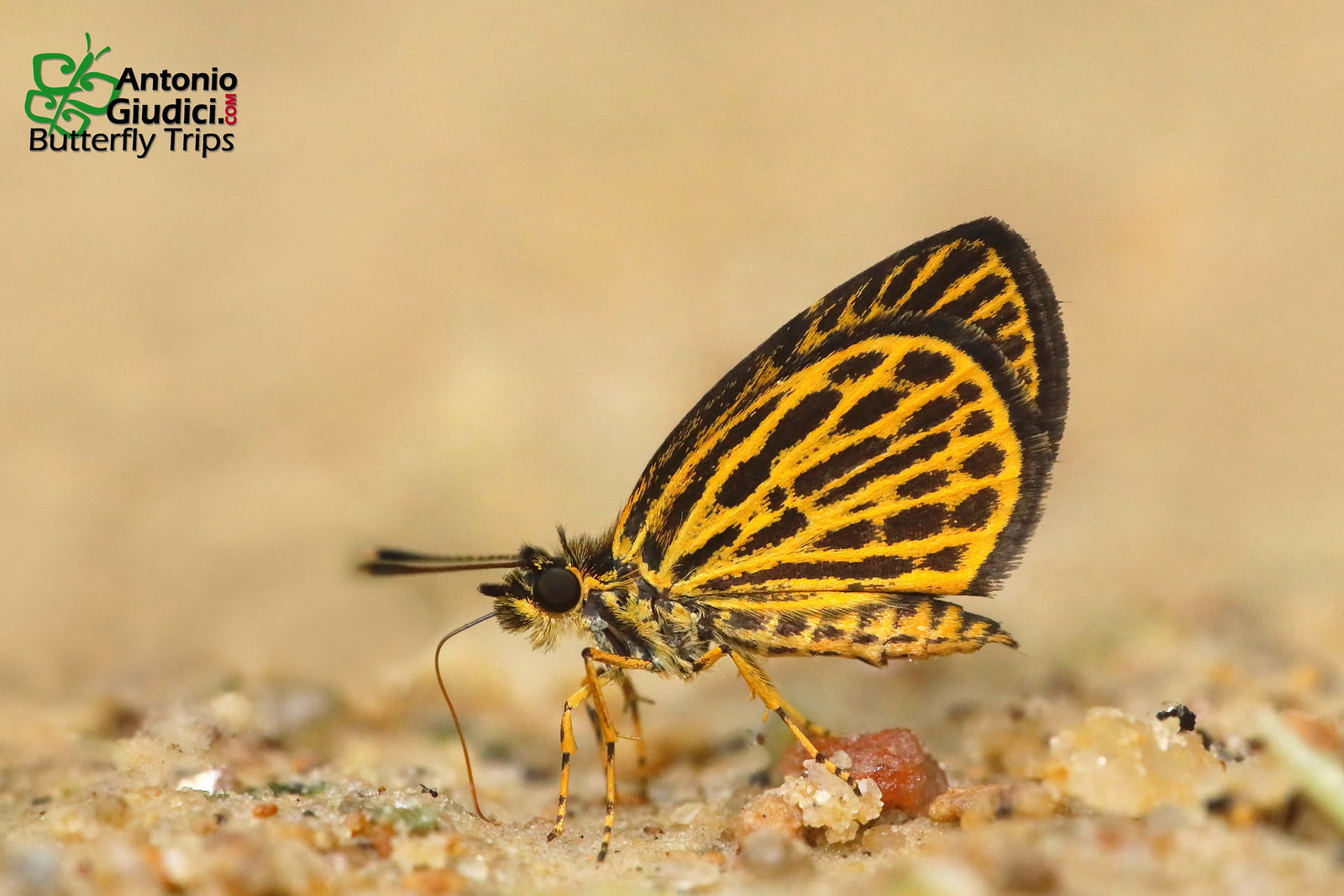 Ochus Subvittatus 2