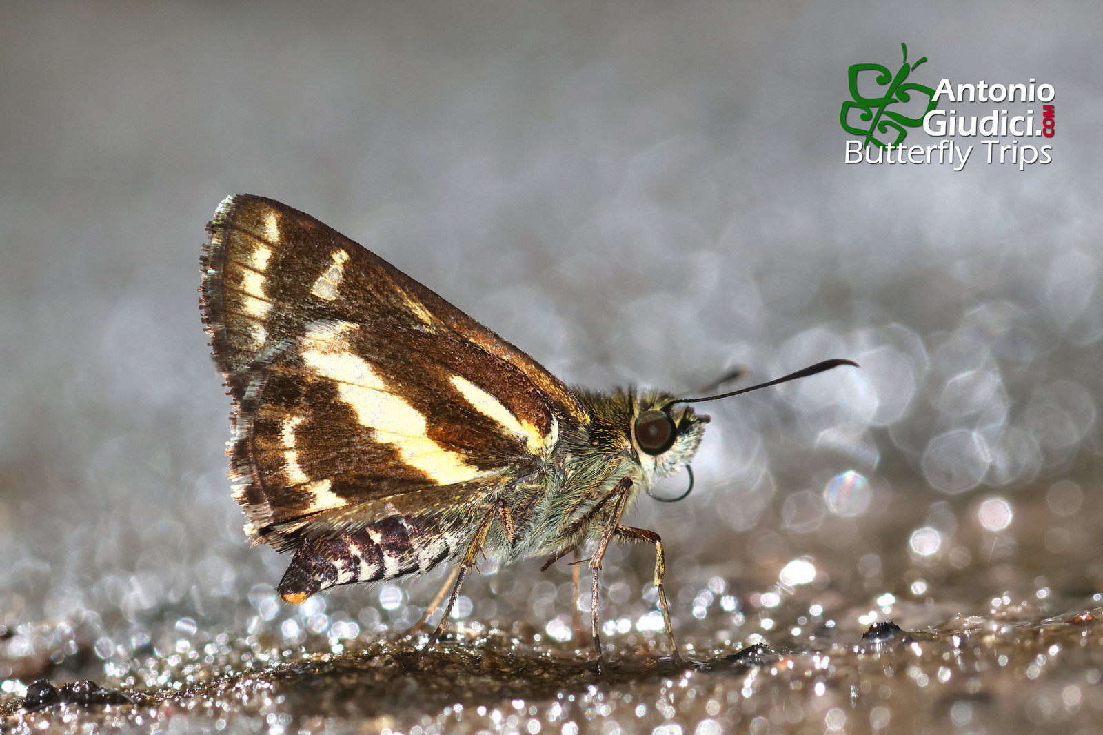 Sebastonyma Dolopia Phu Khieo