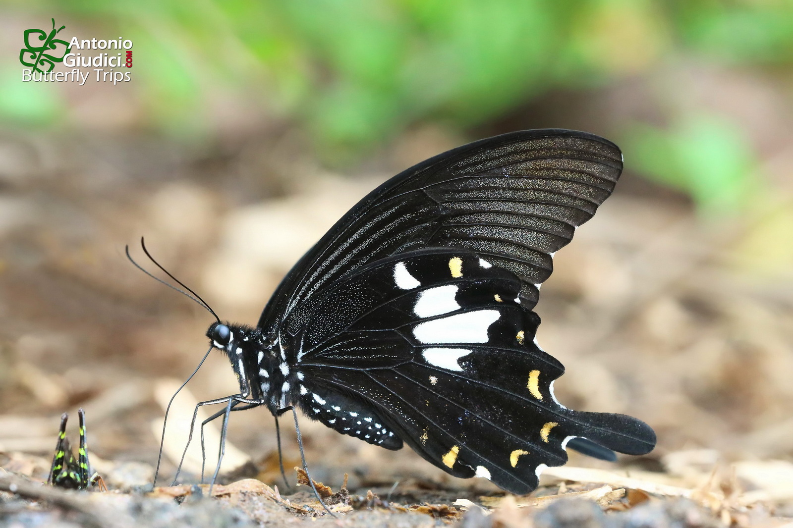 Papilio Chaon Phu Kha