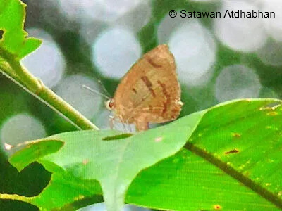 Arhho Satawan 11 Aug 2024