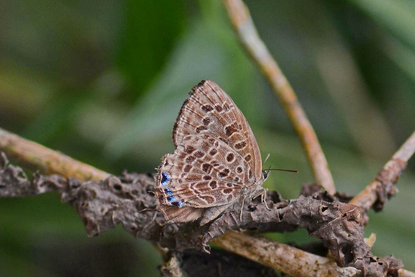 Arhopala Anella Satawan