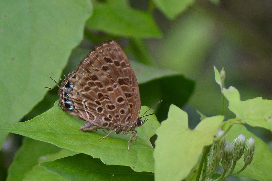Arhopala Anella2 Satawan