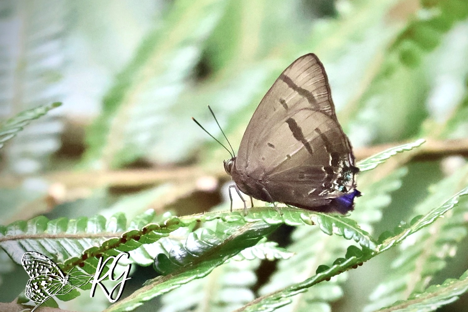 Arhopala Caeca River Yeong