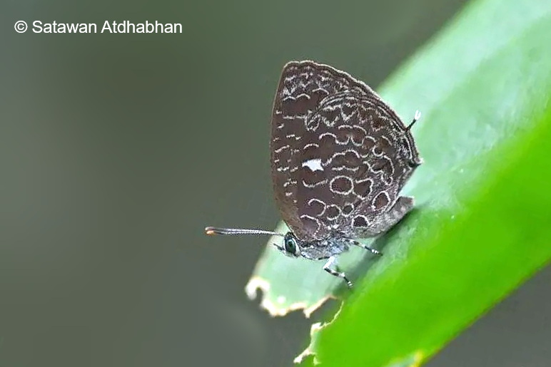 Arhopala Elizabethae Satawan 27 Apr 2024 Bis