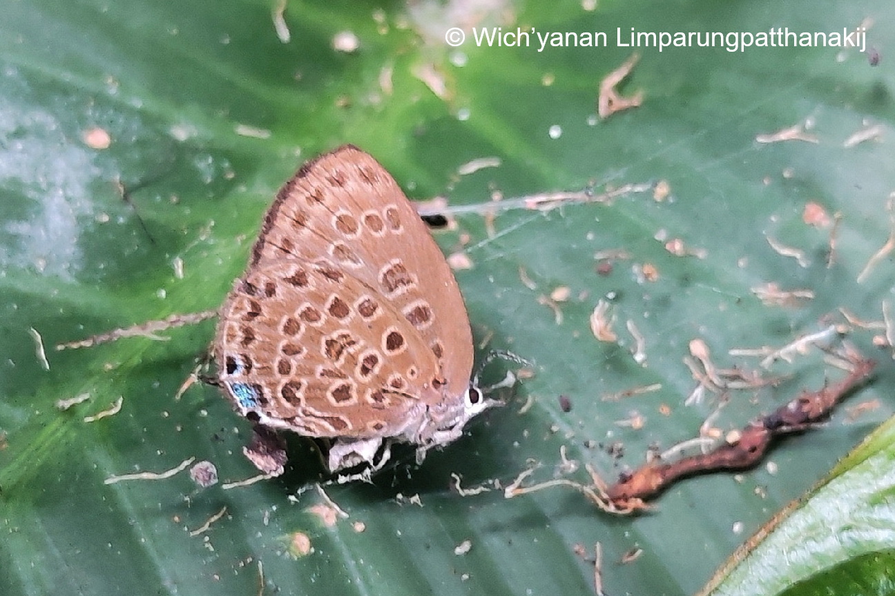 Arhopala Johoreana Ssp Krung Ching1