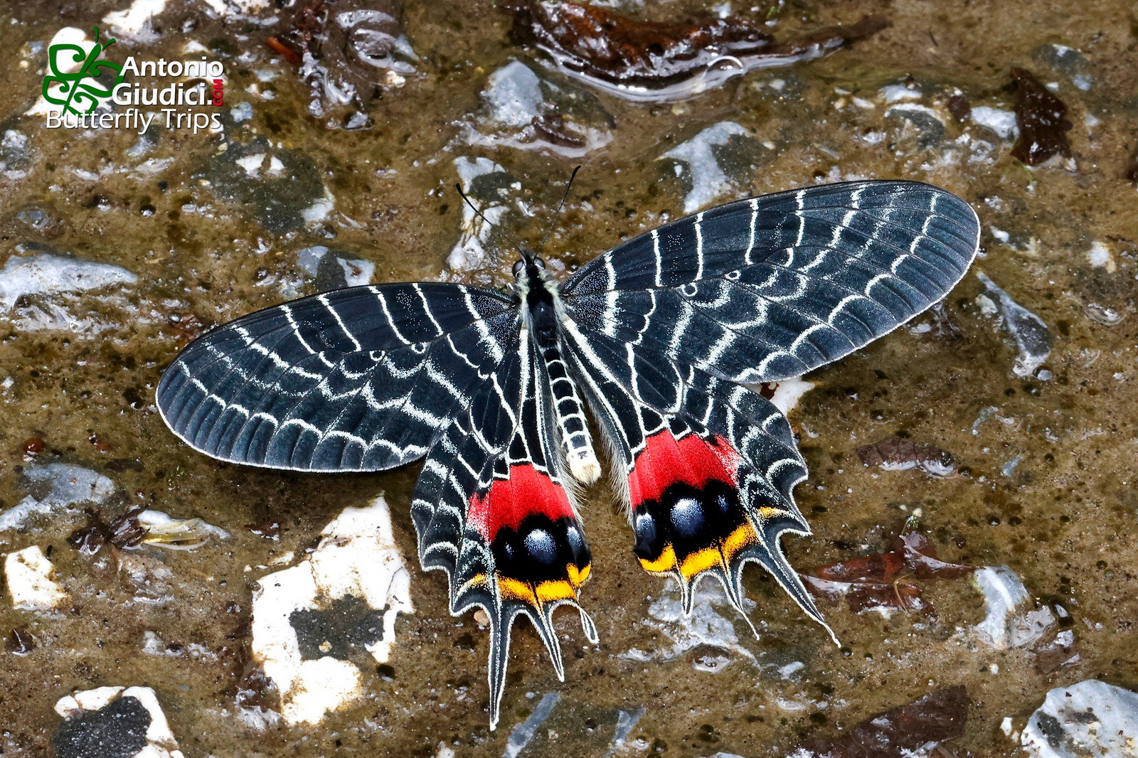 Bhutanitis Lidderdalii (2)