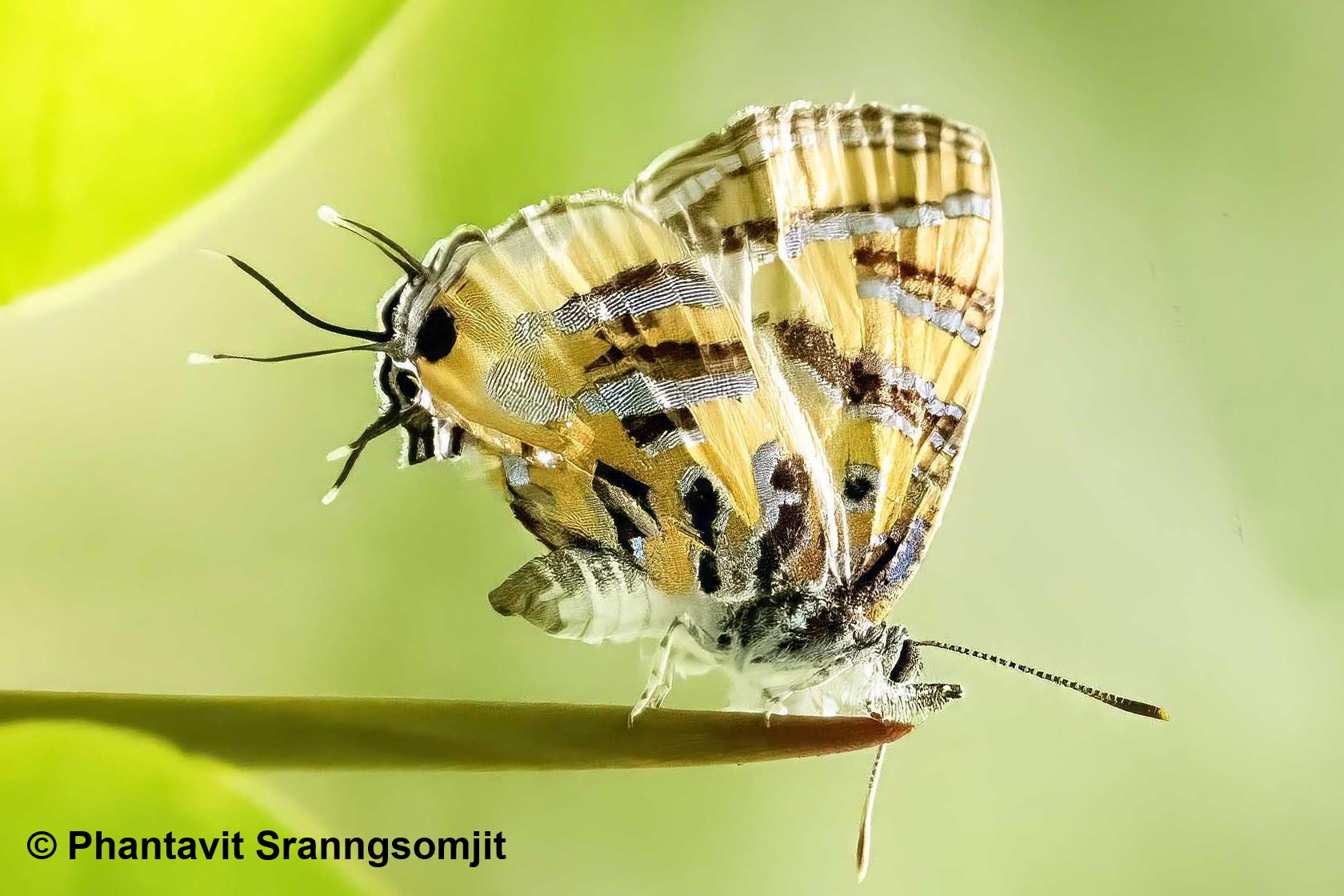 Catapaecilma Evansi Phantavit Sranngsomjit 1