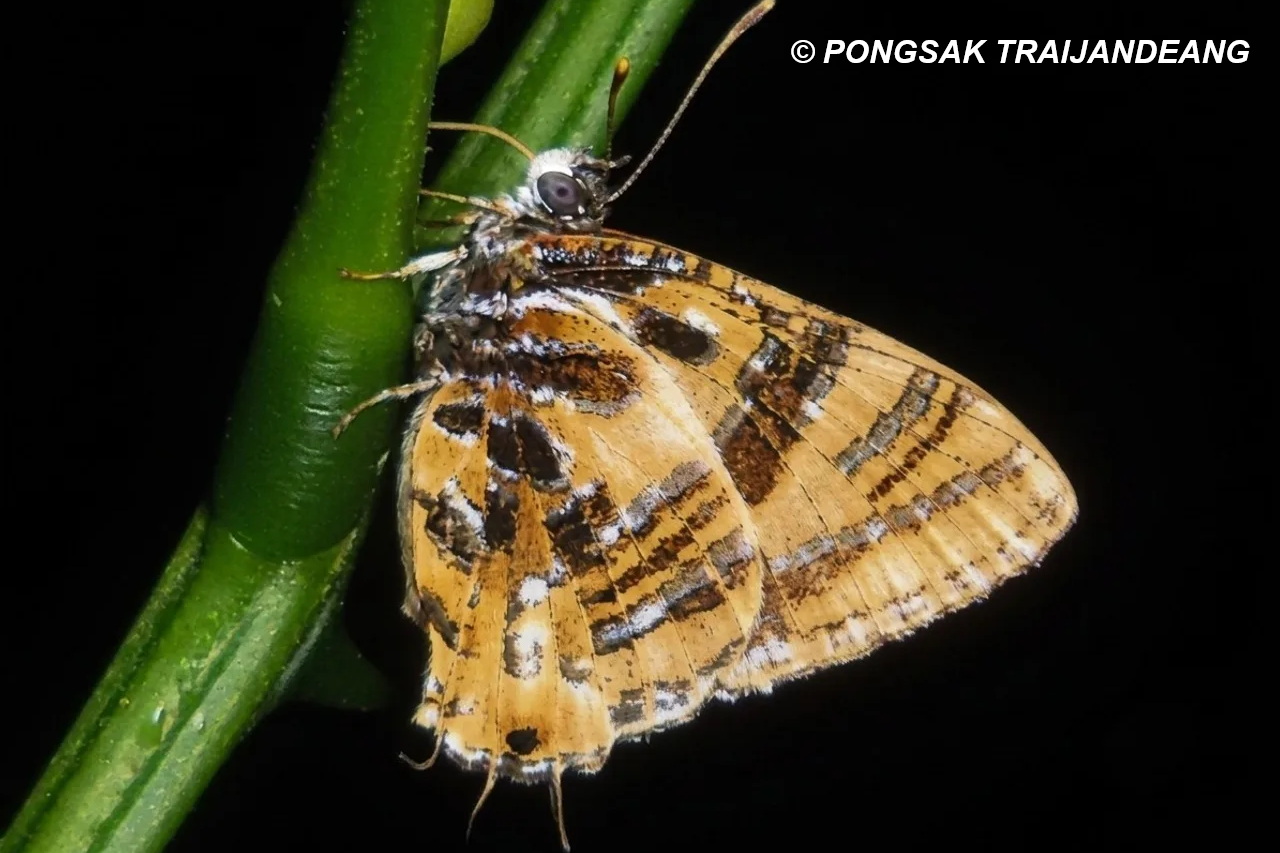 Catapaecilma Evansi Evansi Pongsak 1