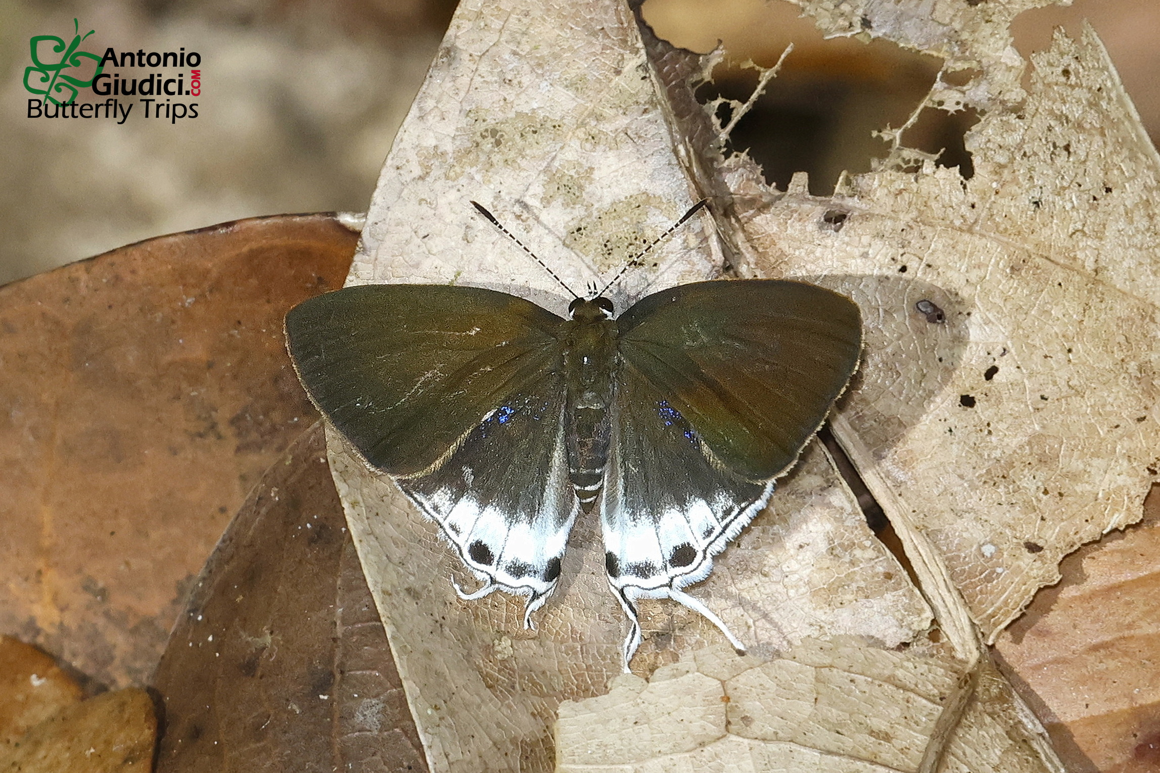 Hypolycaena Tora Semanga Female