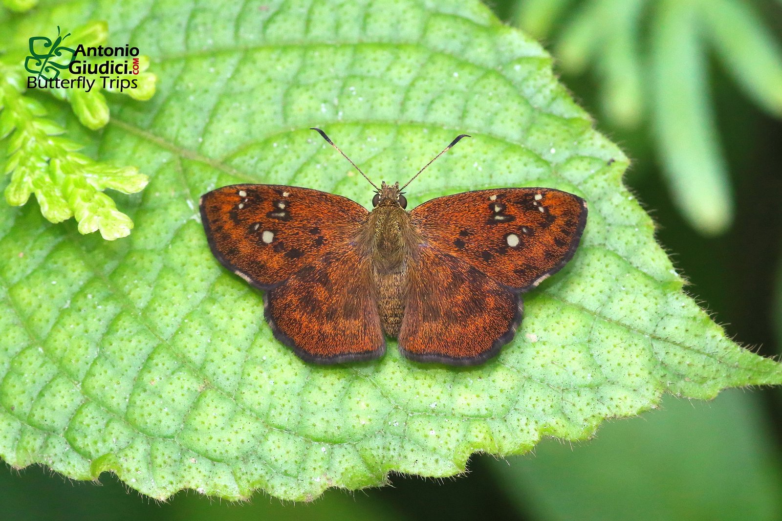 Pseudocoladenia Eacus Dhyana2