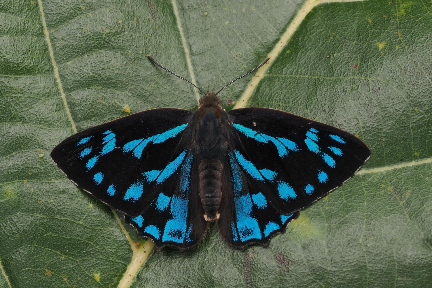 Simiskina Masakazui Male Hayashi 2jpg