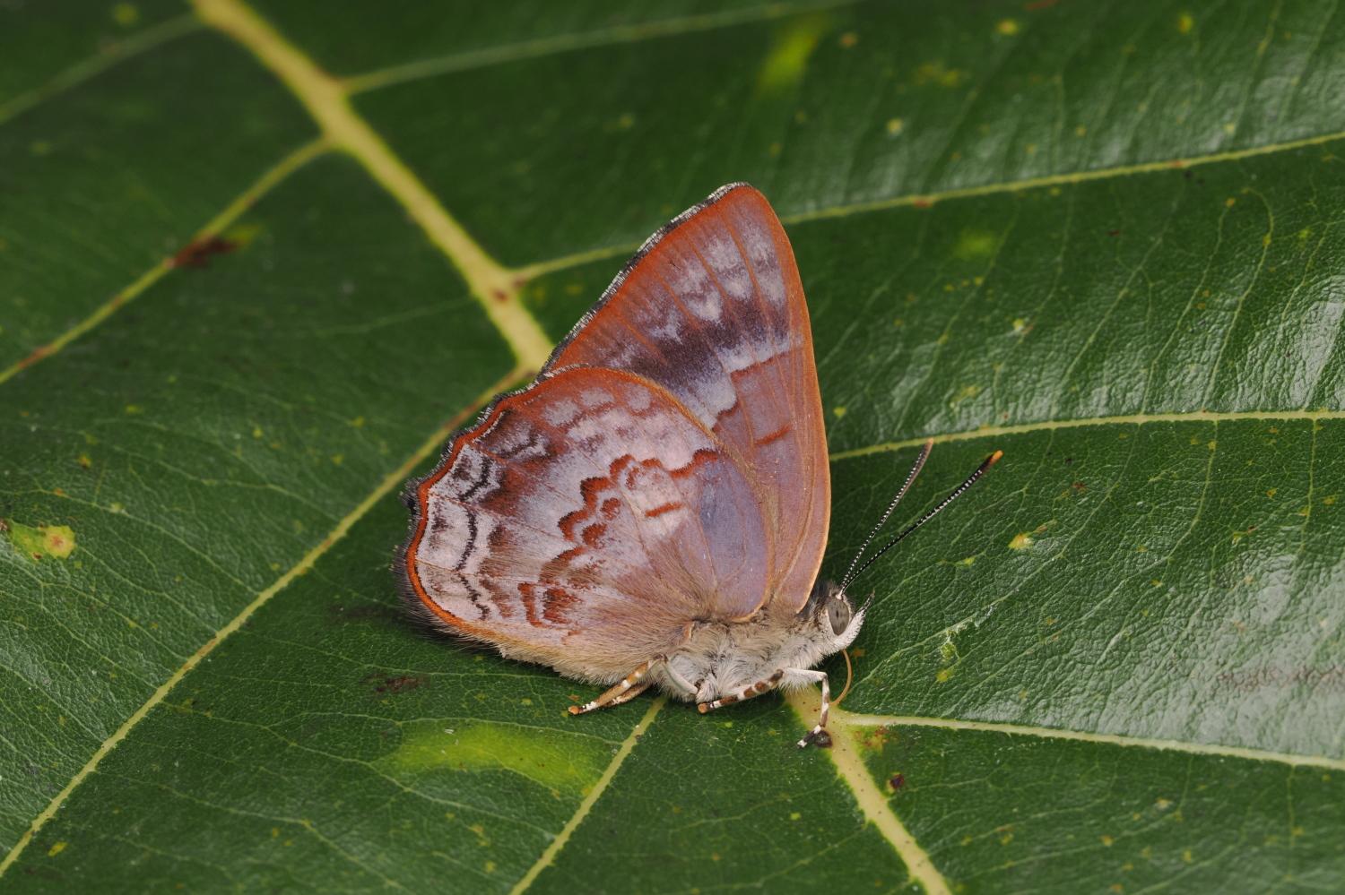 Simiskina Masakazui Male Hayashi