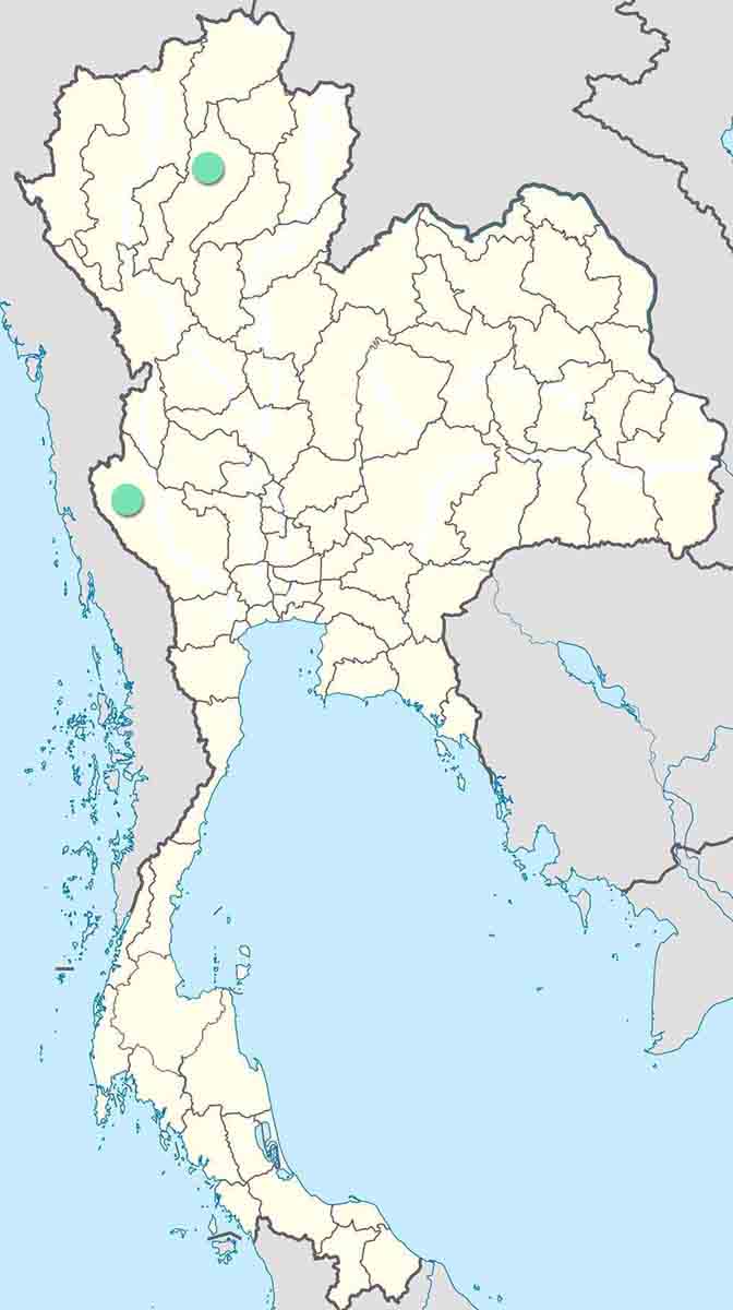 Virachola Vietnamica