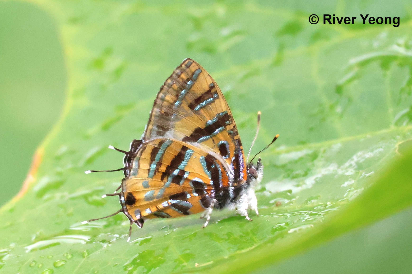 CATAPAECILMA EVANSI RIVER YEONG 1