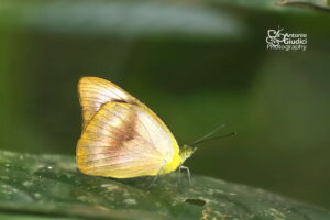 Appias Albina Female