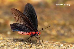 Atrophaneura Varuna Astorion