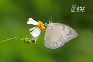 Catopsilia Pomona Female