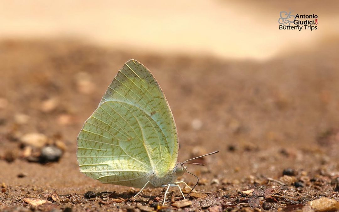 The Mottled Emigrantผีเสื้อหนอนคูนลายกระCatopsilia pyranthe