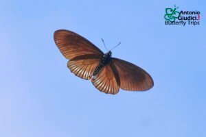 Chilasa Slateri Ssp