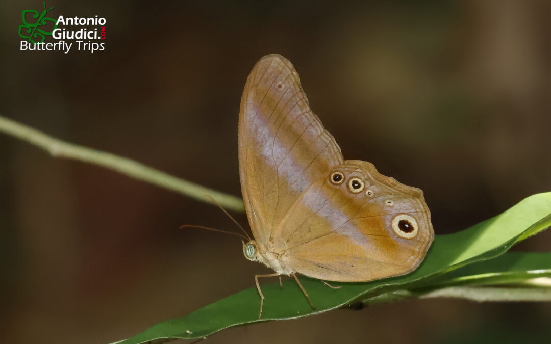 Coelites euptychioides